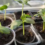 kuinka-estaa-kurkun-taimien-venyminen-ikkunalaudalla-ilman-erityista-valoa.png
