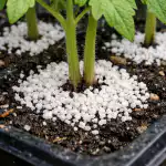 kuinka-pelastaa-tomaatin-taimet-kevaalla-mustajalalta-yhdella-todistetulla-menetelmalla.png