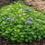 Miksi kokeneet puutarhurit kylvävät tämän ruohon keväällä ennen istutuskautta? miksi-kokeneet-puutarhurit-kylvavat-taman-ruohon-kevaalla-ennen-istutuskautta.png