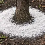 miksi-kokeneet-puutarhurit-ripottelevat-aina-dolomiittijauhoja-kirsikoiden-alle-aikaisin-kevaalla.png
