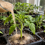 Miksi kokeneet puutarhurit ruokkivat kevättaimia tavallisella leivinhiivalla? miksi-kokeneet-puutarhurit-ruokkivat-kevattaimia-tavallisella-leivinhiivalla.png