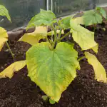 paasyy-kurkun-taimien-kellastumiseen-kevaalla-ja-varma-tapa-saastaa-sato.png