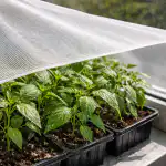 Säästä paprikan taimet kevätauringolta yksinkertaisella ikkunasuodattimella saasta-paprikan-taimet-kevatauringolta-yksinkertaisella-ikkunasuodattimella.png