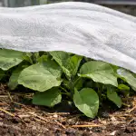 saastaa-munakoison-taimet-kevatauringolta-ilman-menetyksia.png