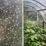 tama-nerokas-kevattemppu-puhdistaa-kasvihuoneesi-valkoperhoista-kahdessa-paivassa.png