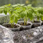 vaaleiden-tomaatintaimien-pelastaminen-kevaan-helteelta-yksinkertaisella-menetelmalla.png